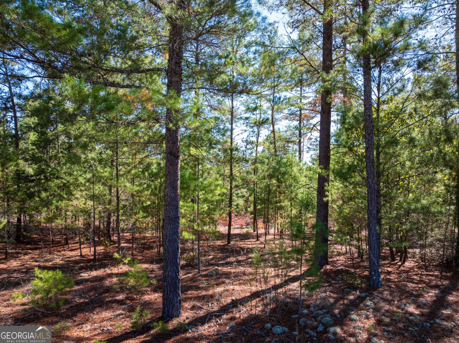 28.95 Acres Horne Road, Roberta, GA 31078 Main Photo