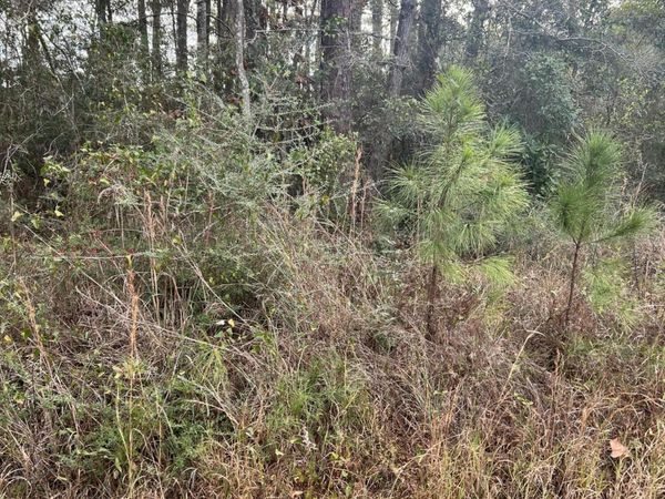 Chestnut Street, Pass Christian, MS 39571