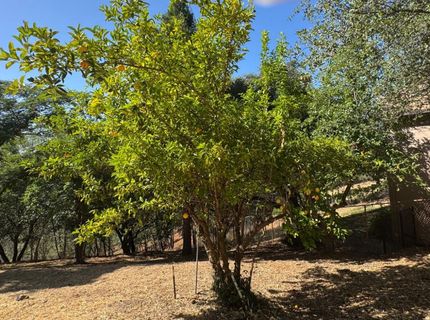 2418 Westville Trl, Cool, CA 95614 Photo