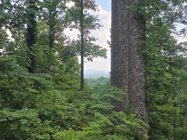 001 Windning Ridge, Blairsville, GA 30514