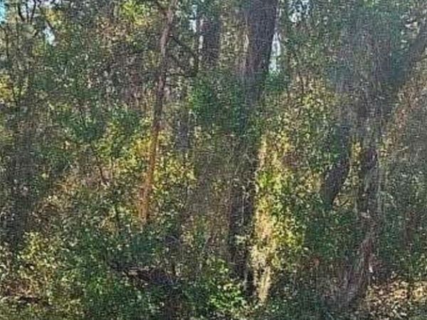 609 N BRIGHTON ROAD , LECANTO, FL 34461