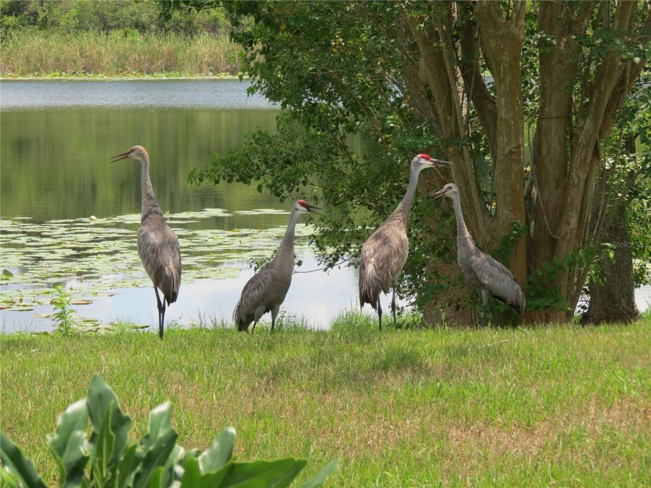 1224 Lake Blue Circle , Apopka, FL 32703 Photo