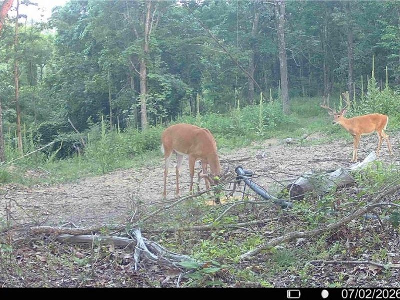 Hinkley Hollow Road, Portsmouth, OH 45662 Photo 20
