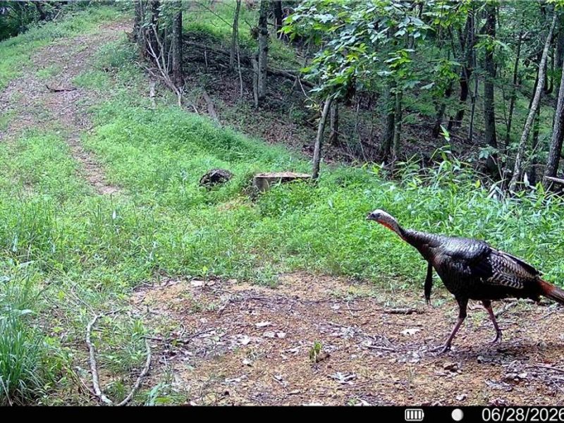 Hinkley Hollow Road, Portsmouth, OH 45662 Photo 25