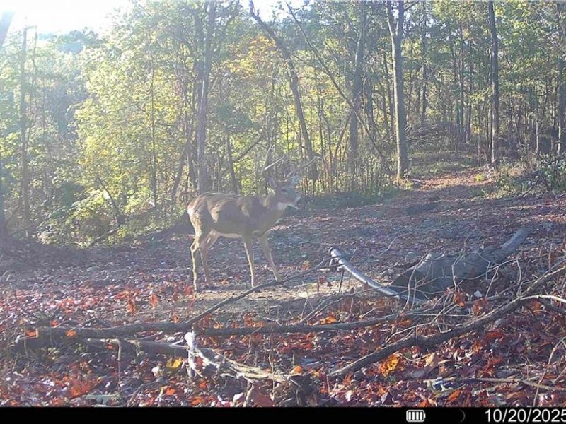 Hinkley Hollow Road, Portsmouth, OH 45662 Photo 30