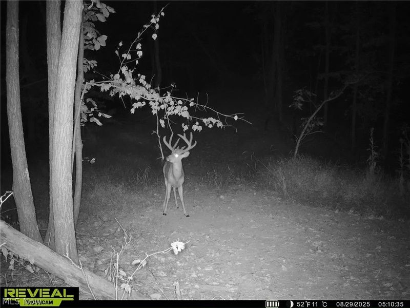 Hinkley Hollow Road, Portsmouth, OH 45662 Photo 32