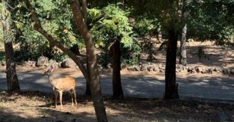817 Timber Hills Rd, Colfax, CA 95713 Photo