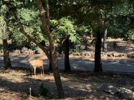 817 Timber Hills Rd, Colfax, CA 95713 Photo