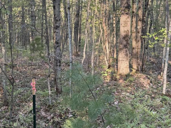N Woodland Avenue, Bitely, MI 49309