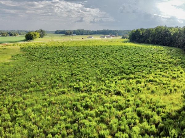 26 Acres Piney Chapel Road, Elkmont, AL 35614