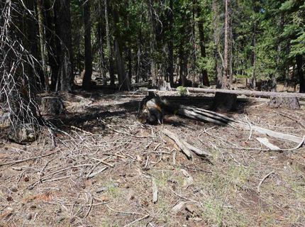 1 Papoose Trail, Graeagle, CA 96103 Photo