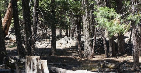 1 Papoose Trail, Graeagle, CA 96103 Photo