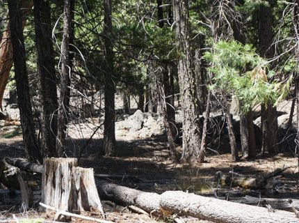 1 Papoose Trail, Graeagle, CA 96103 Photo