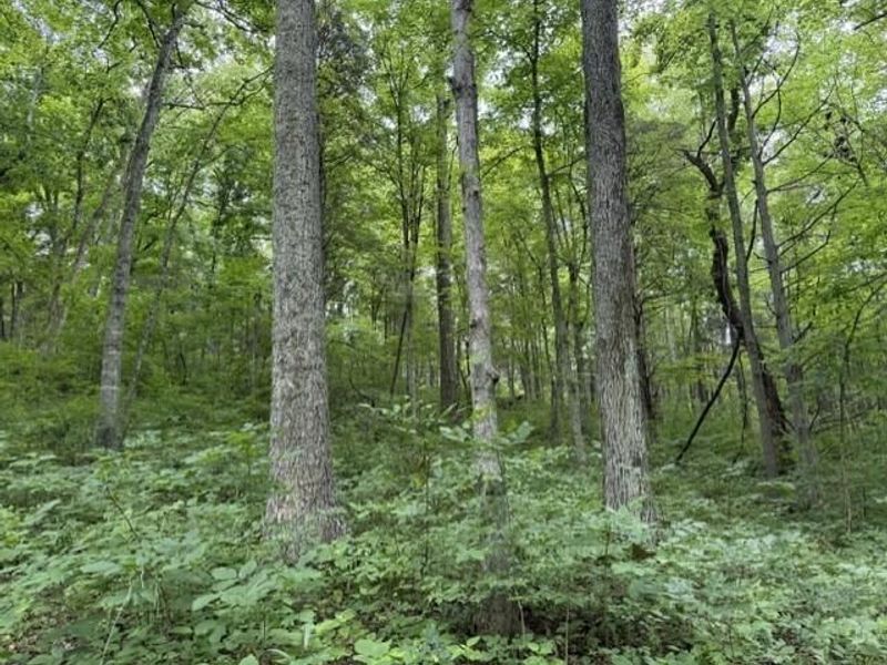0 Pea Ridge Road, Brooksville, KY 41004 Photo 33