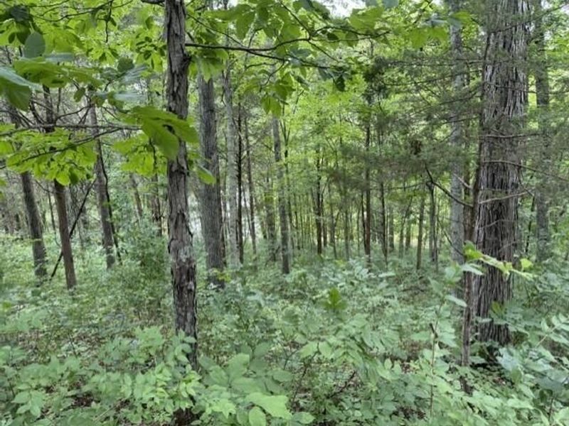 0 Pea Ridge Road, Brooksville, KY 41004 Photo 37