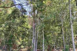 Lot 19 Ora Lane photo 4
