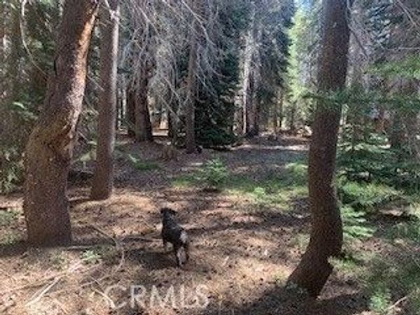 4142 Redtop, Bass Lake, CA 93604