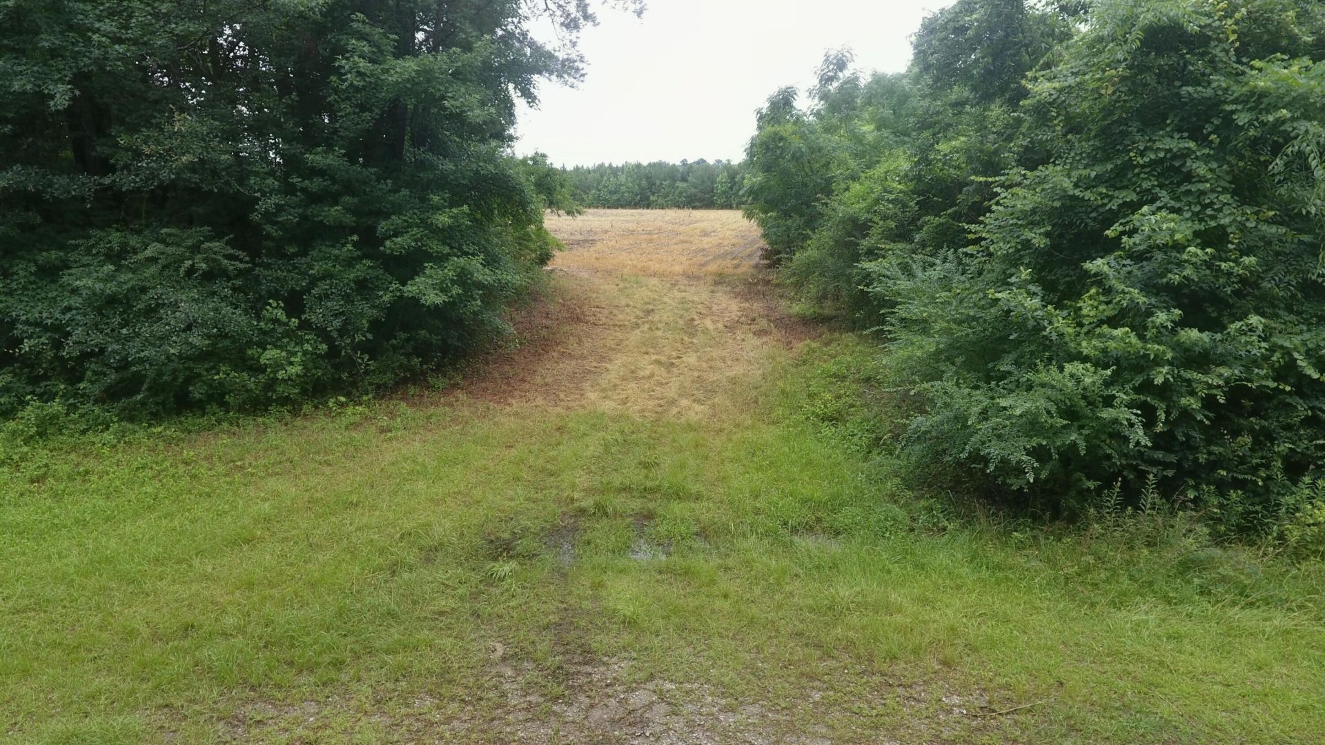 0 Ladson Lane Photo 6
