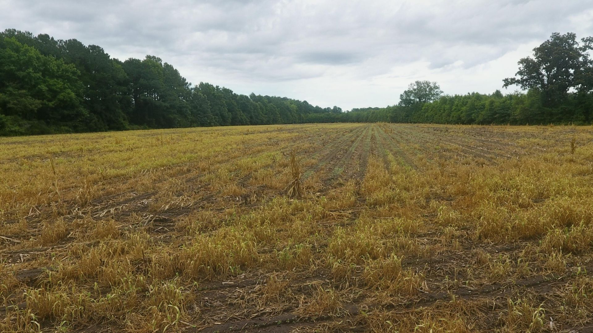 0 Ladson Lane Photo 9