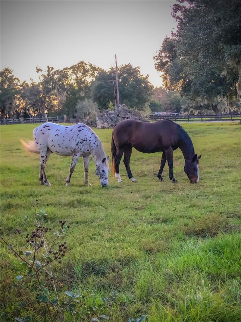 9897 NW 160 Avenue, Morriston, FL 32668 Photo