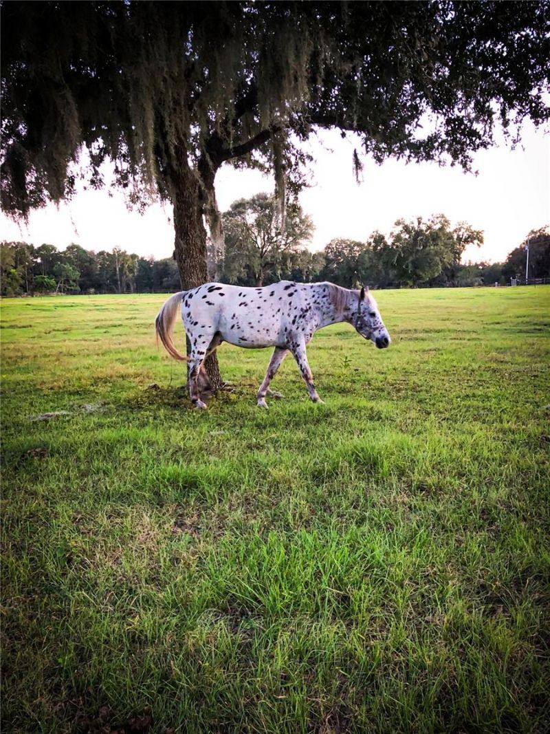 9897 NW 160 Avenue, Morriston, FL 32668 Photo
