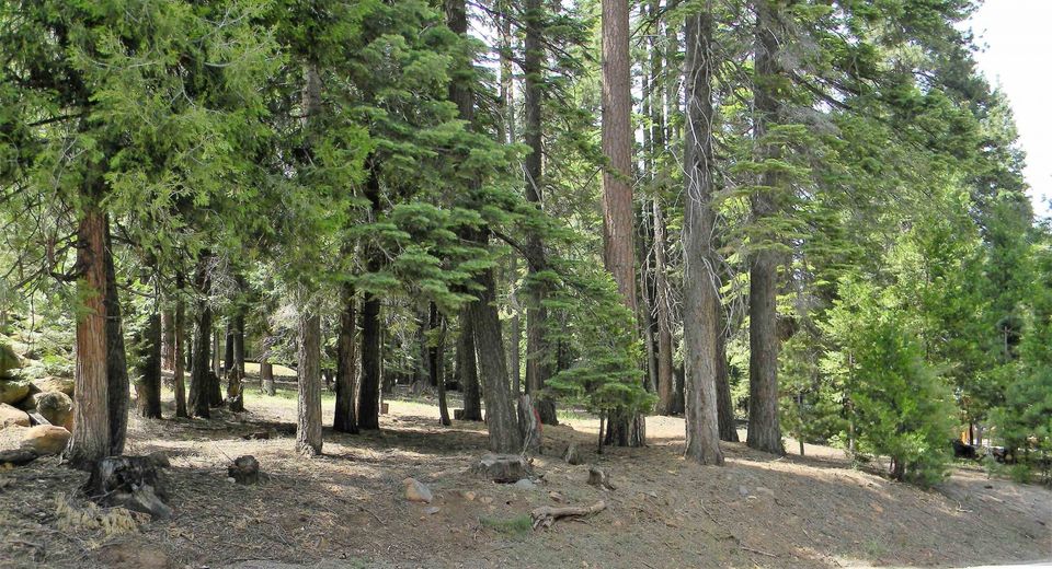 1015 Timber Ridge Road, Lake Almanor, CA 96137 Photo