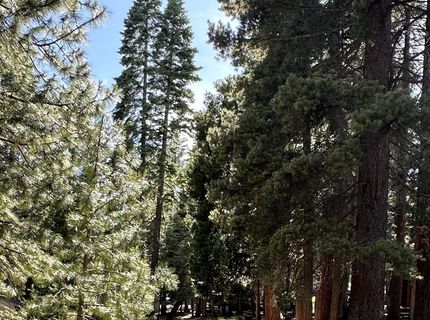1113 Fairway Pines Road, Lake Almanor, CA 96137 Photo