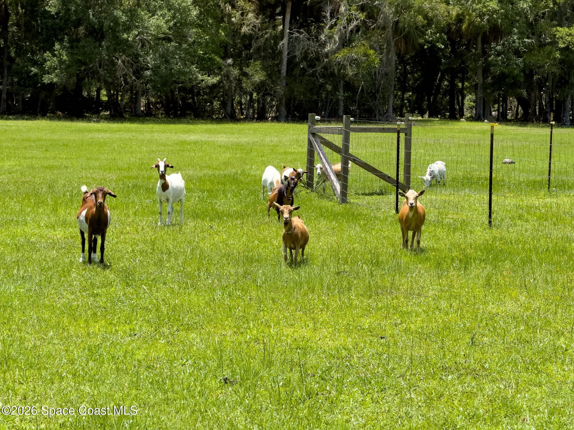 1140 Turnbull Grove Road, Oak Hill, FL 32759 Photo