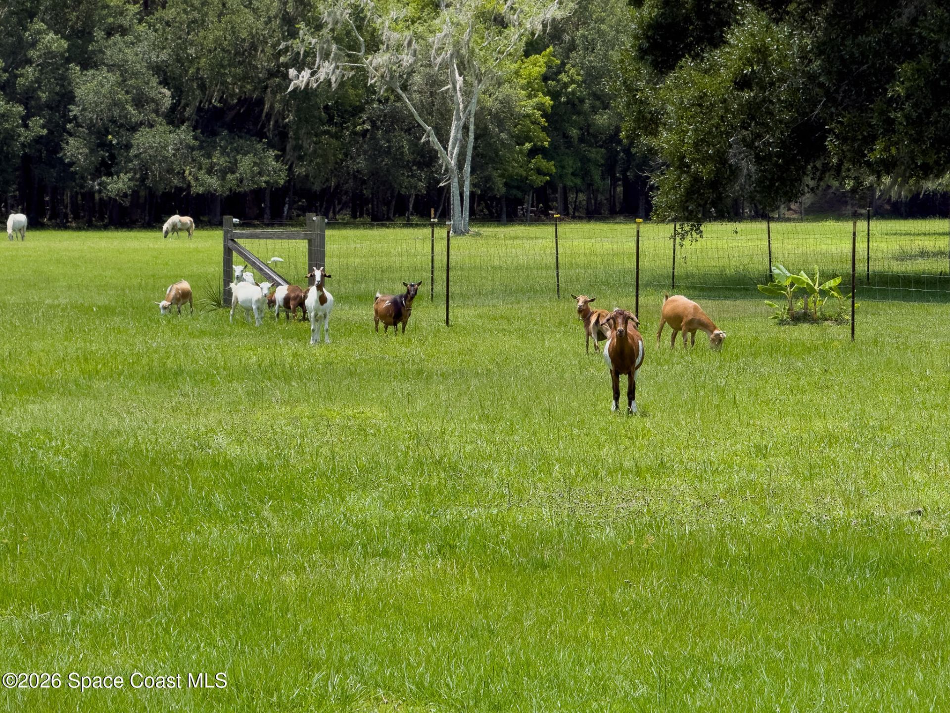 1140 Turnbull Grove Road, Oak Hill, FL 32759 Photo