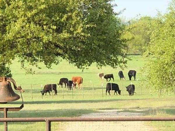 660 FM 203, Walnut Springs, TX 76690