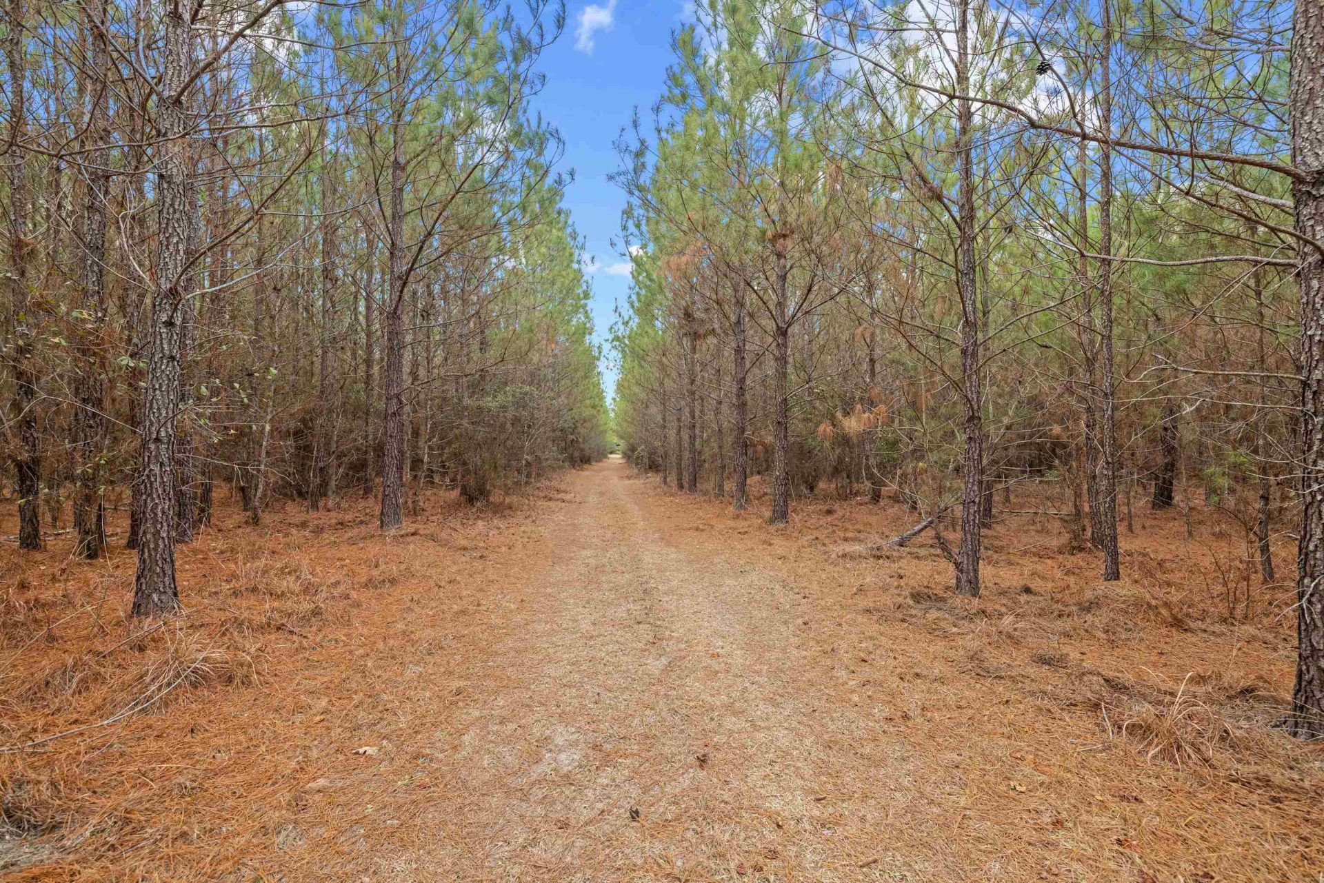 Tbd 183 Acres Blakely Rd.  Photo 10
