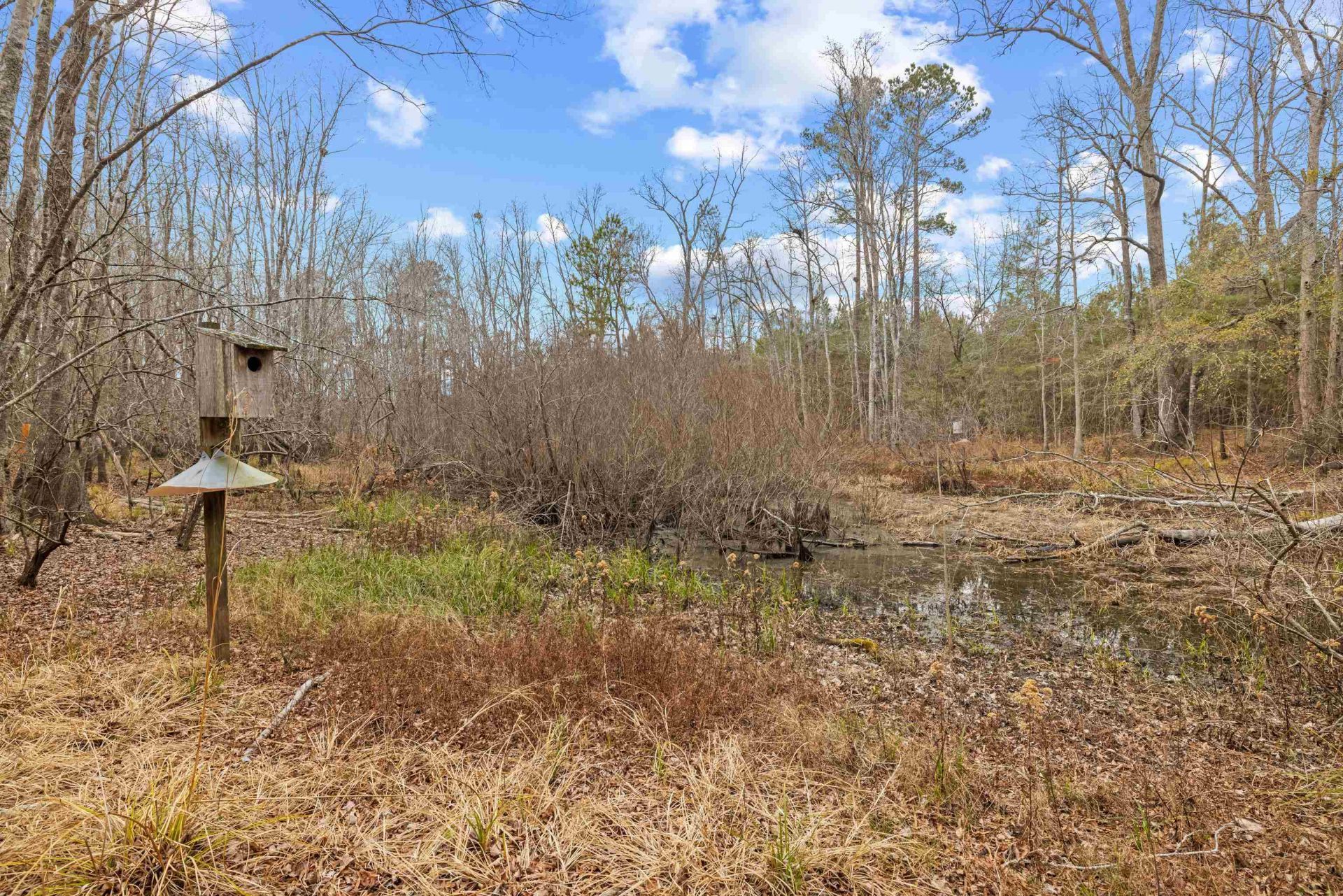 Tbd 183 Acres Blakely Rd.  Photo 13