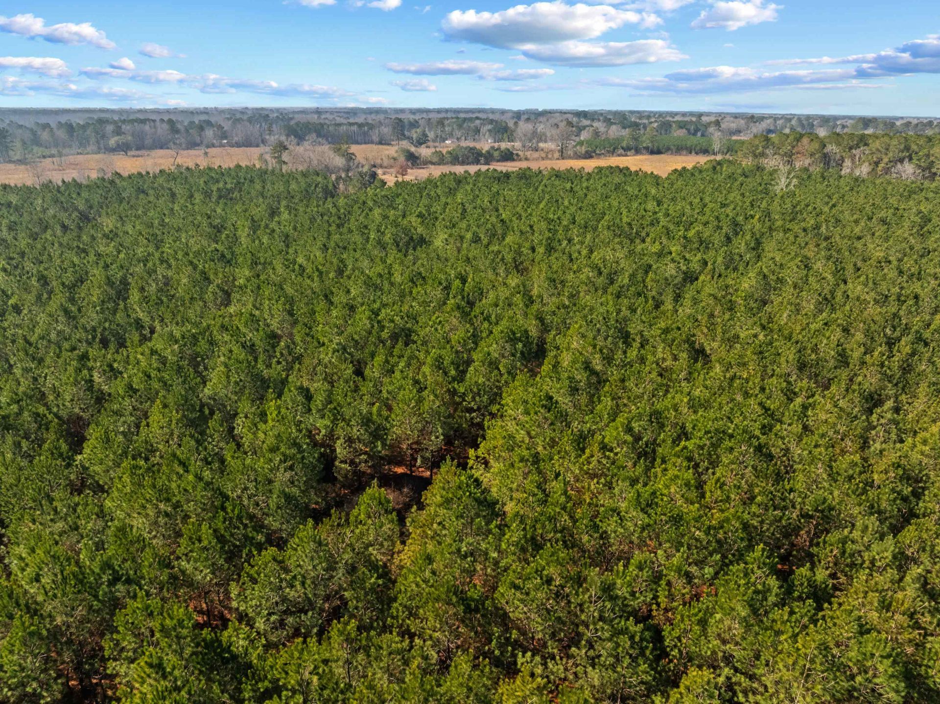 Tbd 183 Acres Blakely Rd.  Photo 35