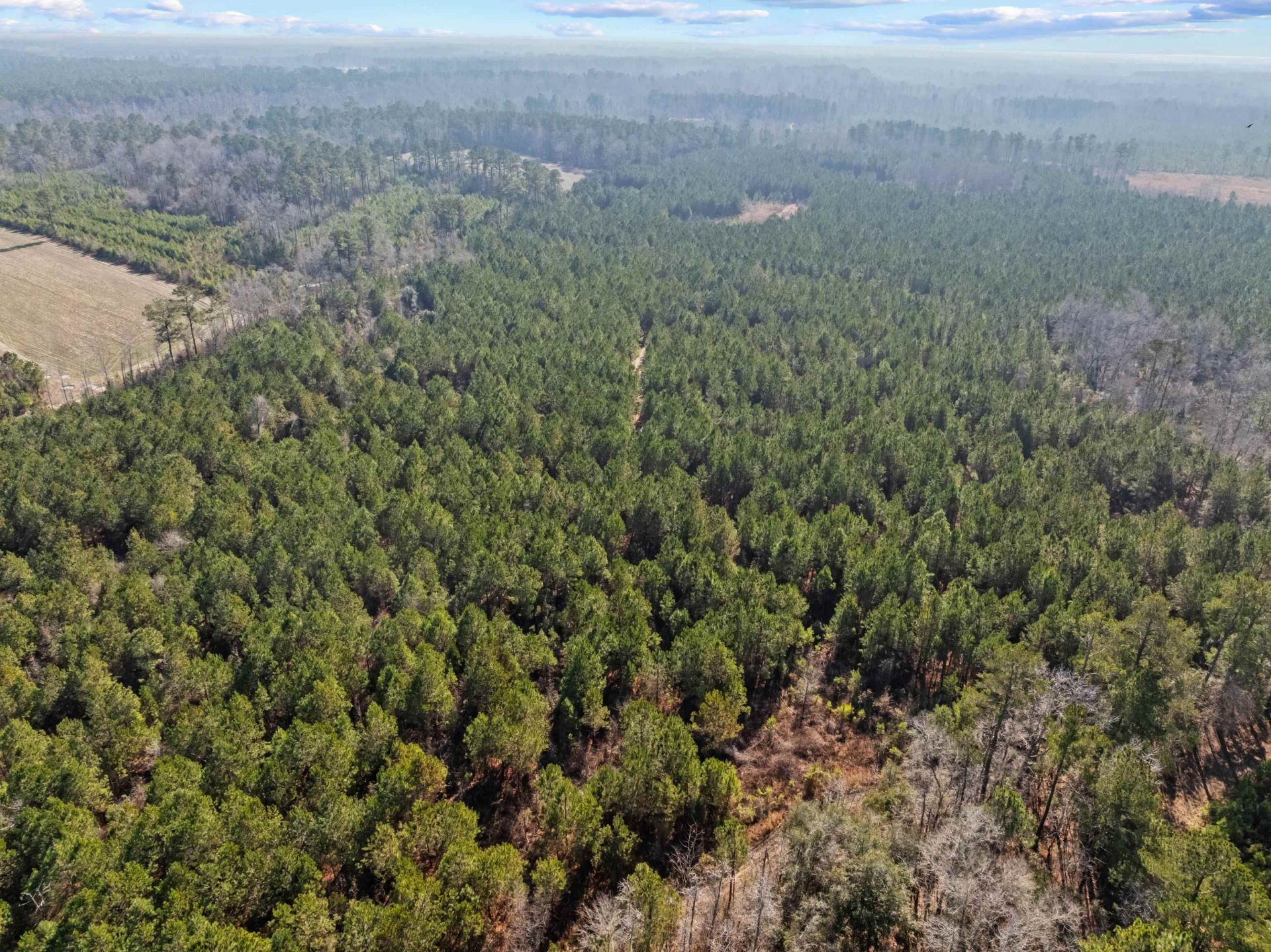 Tbd 183 Acres Blakely Rd.  Photo 37