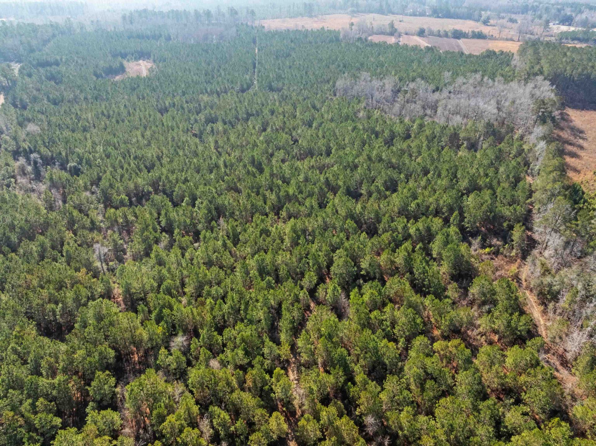 Tbd 183 Acres Blakely Rd.  Photo 38