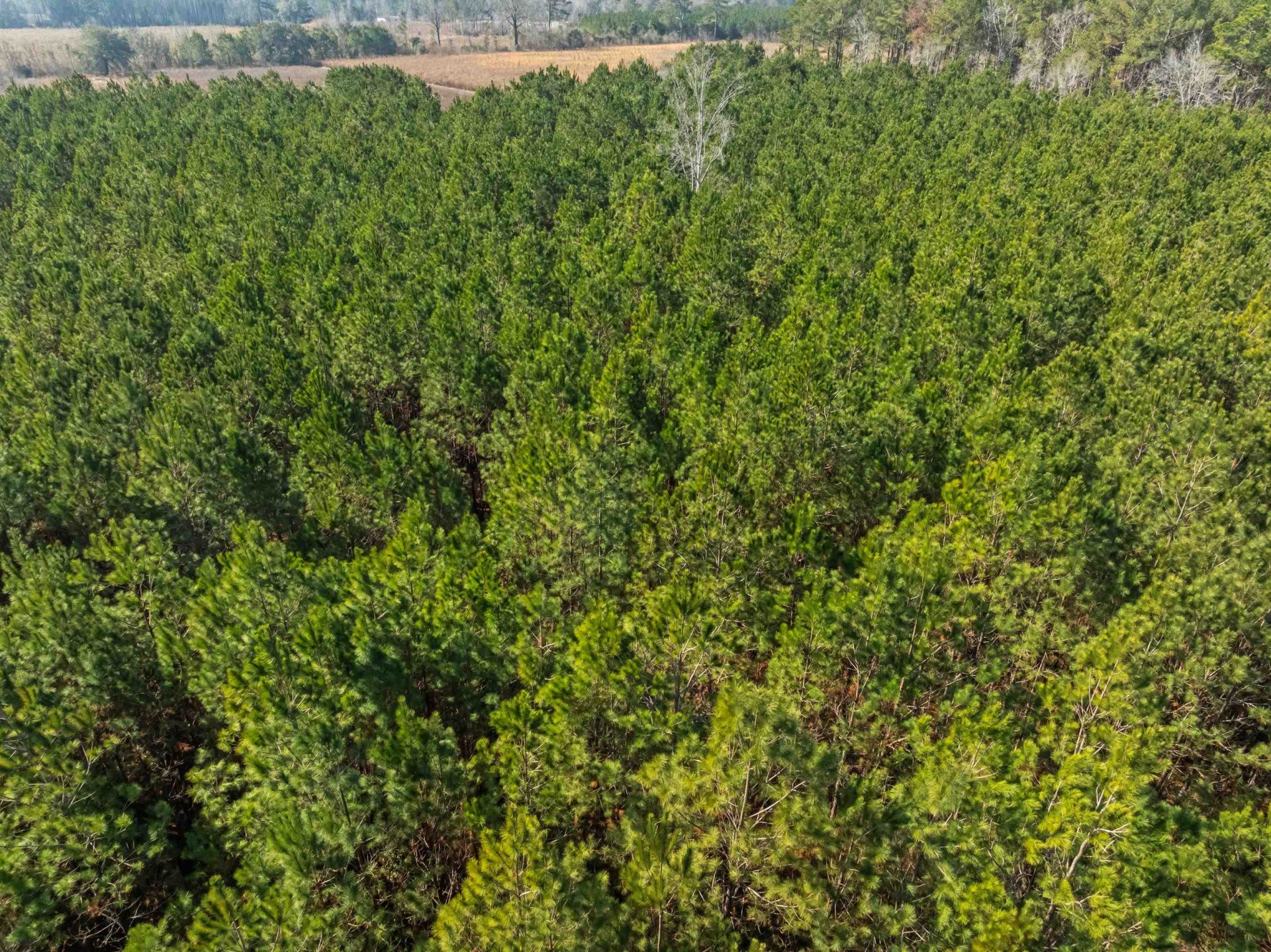 Tbd 183 Acres Blakely Rd.  Photo 39