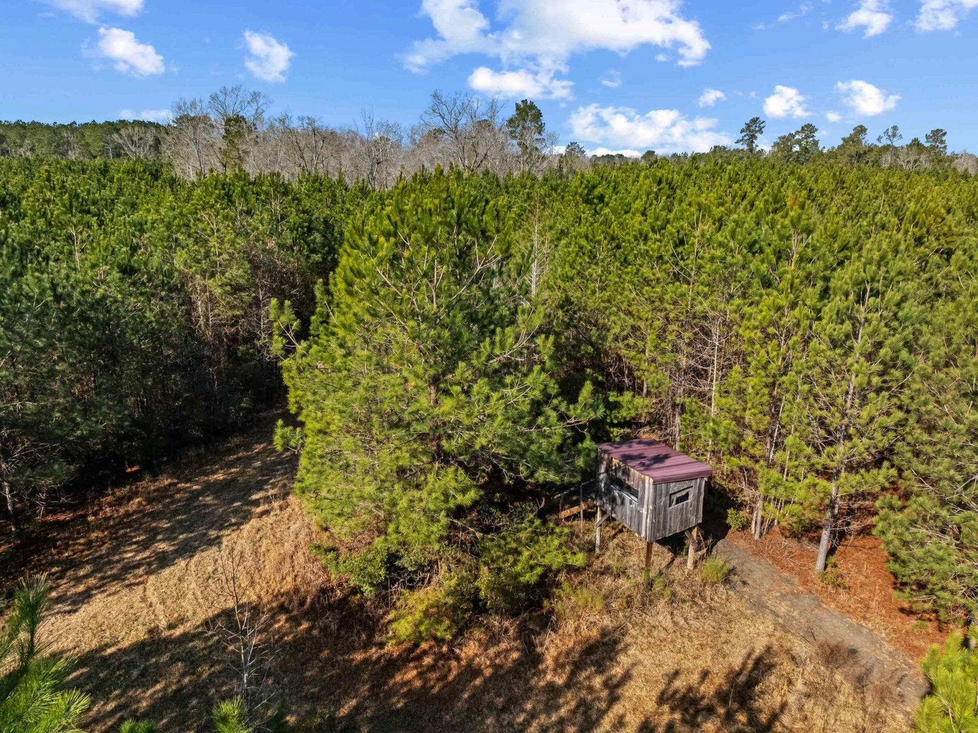 Tbd 183 Acres Blakely Rd.  Photo 4
