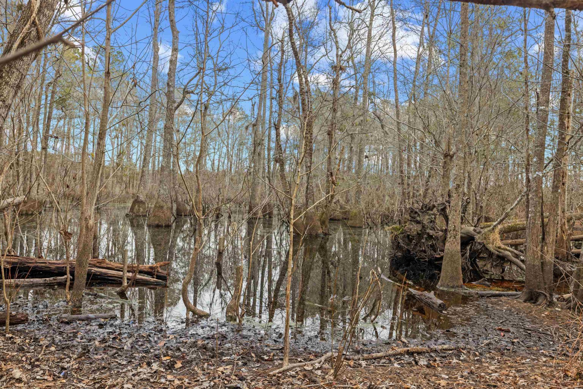 Tbd 183 Acres Blakely Rd.  Photo 6