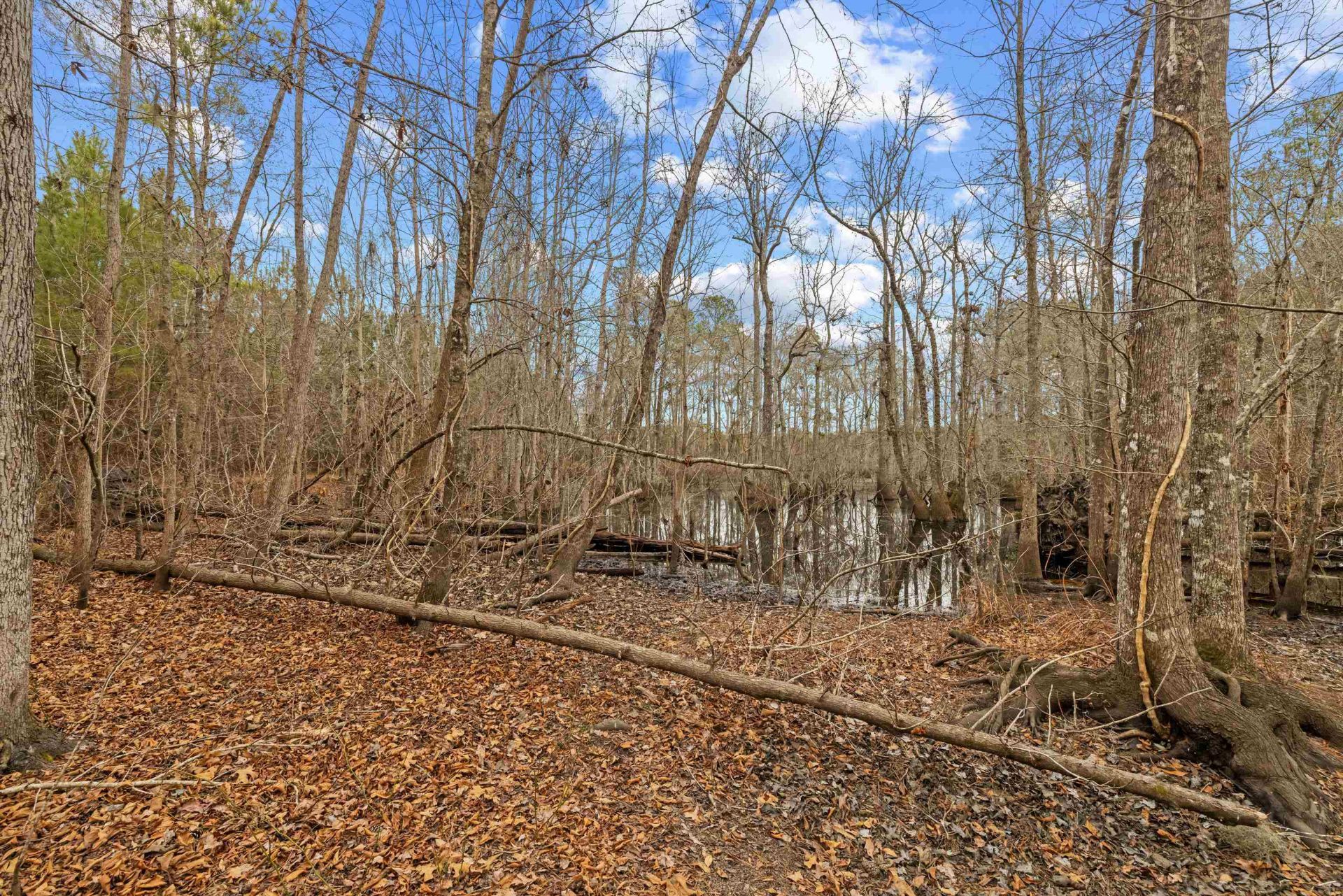 Tbd 183 Acres Blakely Rd.  Photo 7