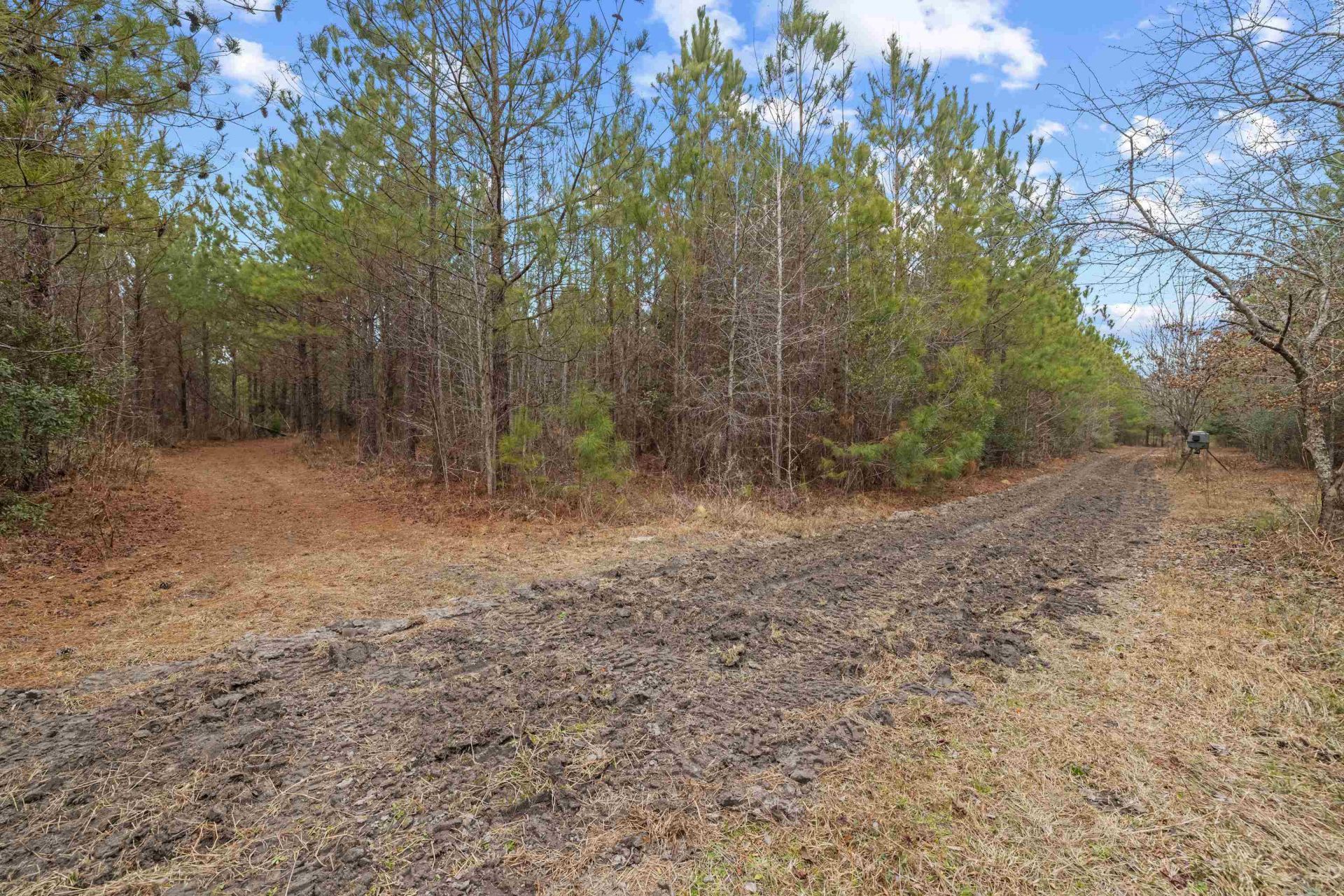 Tbd 183 Acres Blakely Rd.  Photo 9