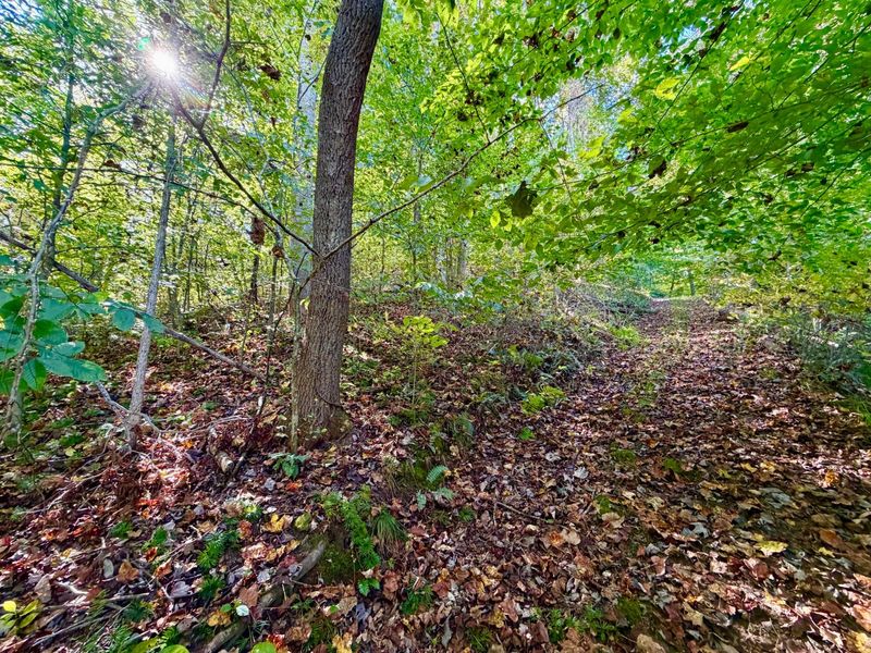 19479 Bogg Road, Laurelville, OH 43135 Photo 70