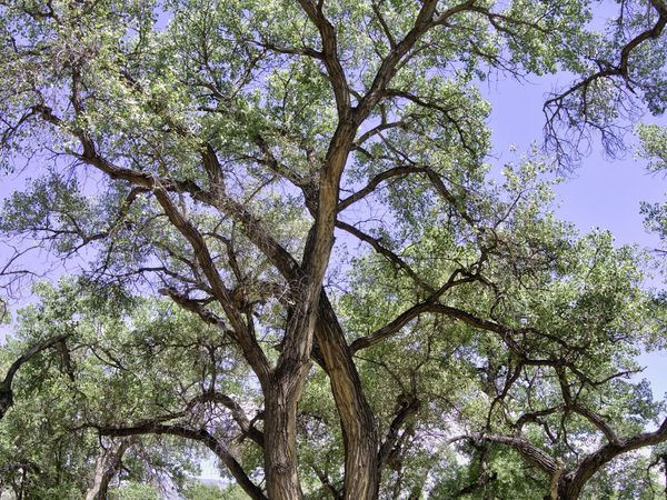 Bosque Oculto Lot B1-B, Corrales, NM 87048