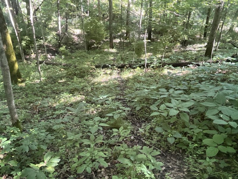 0 Stephen Young , Camden, OH 45311 Photo 28