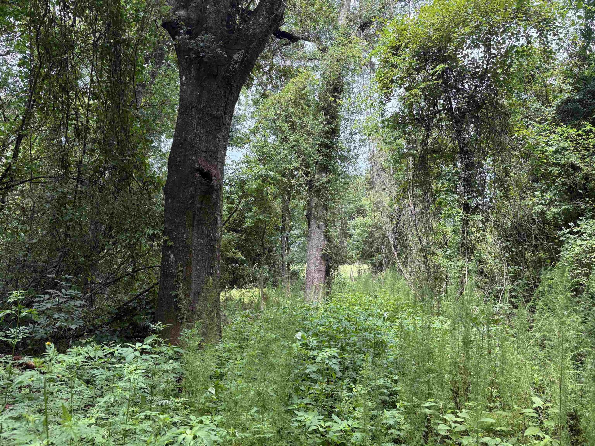 00 SW 65th Ln. , Jasper, FL 32052 Photo