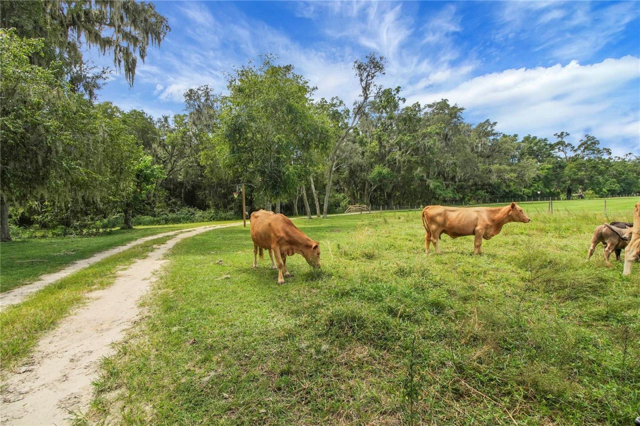 10757 County Road 223, Oxford, FL 34484 Photo