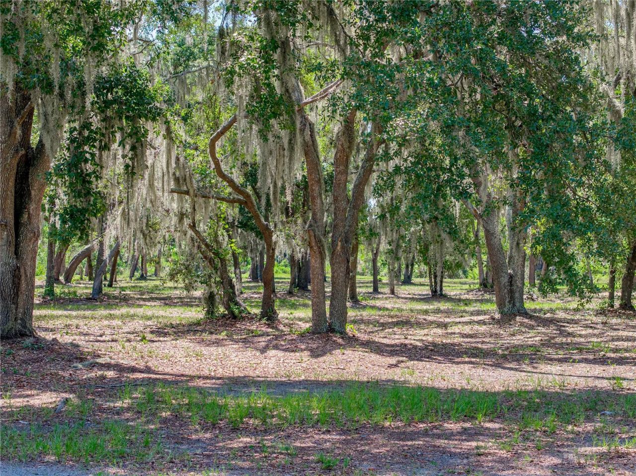 11518 Hammock Oaks Court , Lithia, FL 33547 Photo