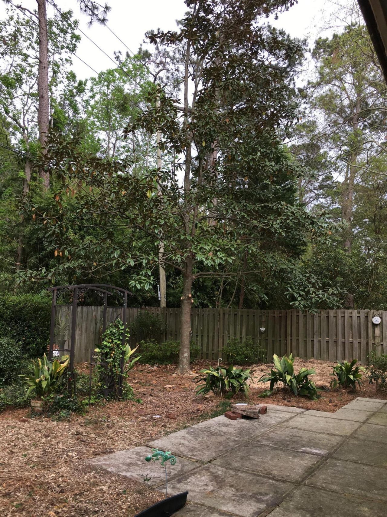 1124 Honeysuckle Court Photo 17