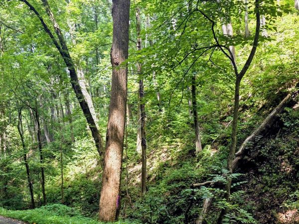 Lot 15 Emerald Springs Loop, Sevierville, TN 37862