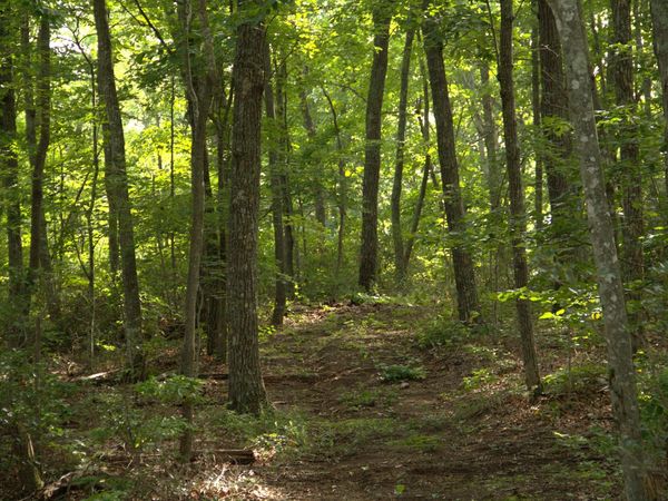 0 Bluff Line Dr , Unit 26, McMinnville, TN 37110