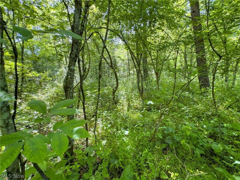 Tract 3 Jake Road, Patriot, OH 45658 Photo 9
